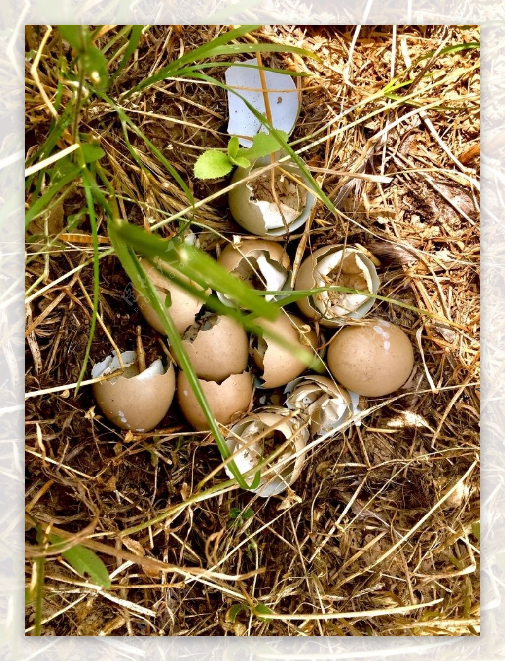 野外已经孵化的野鸡蛋