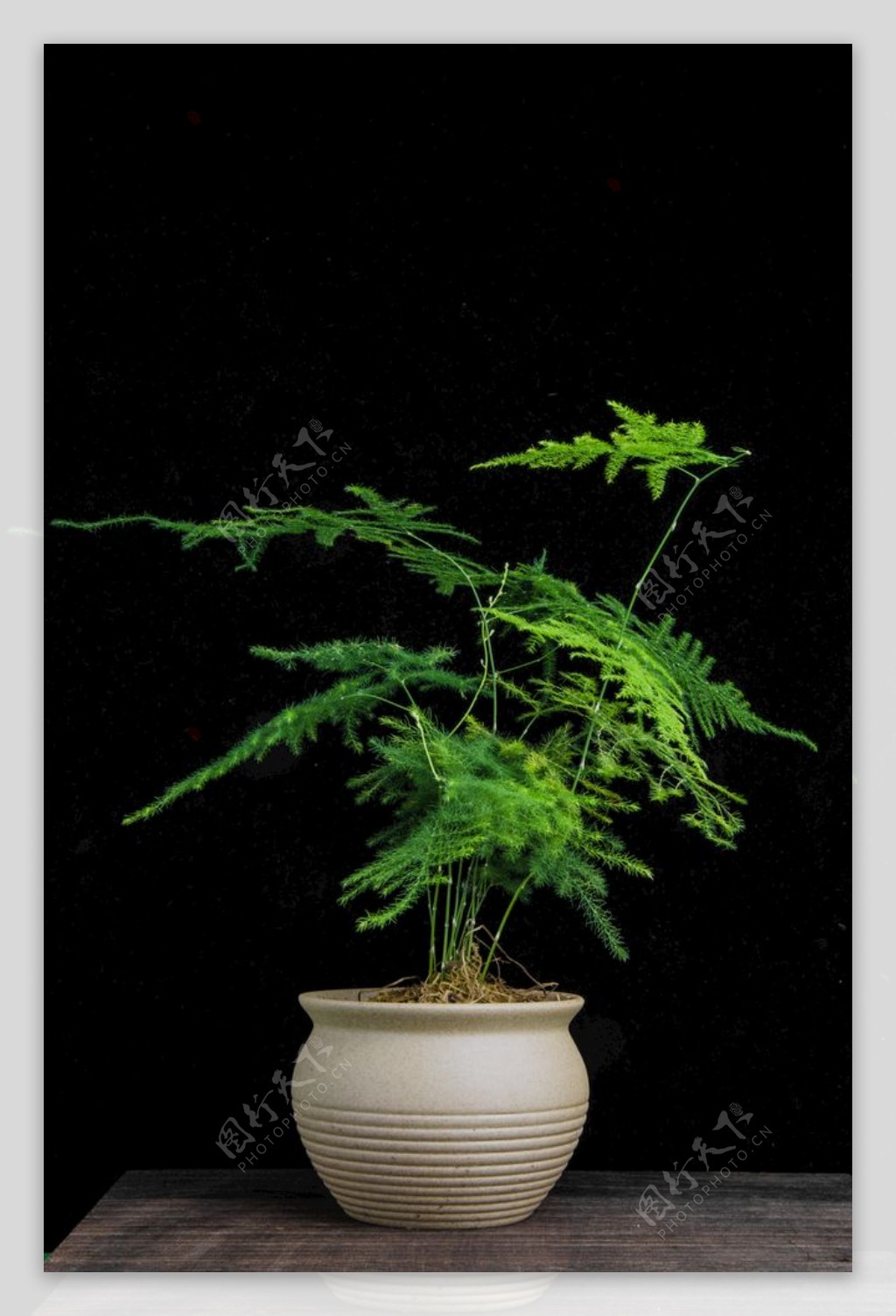 清新中式植物文竹摄影图