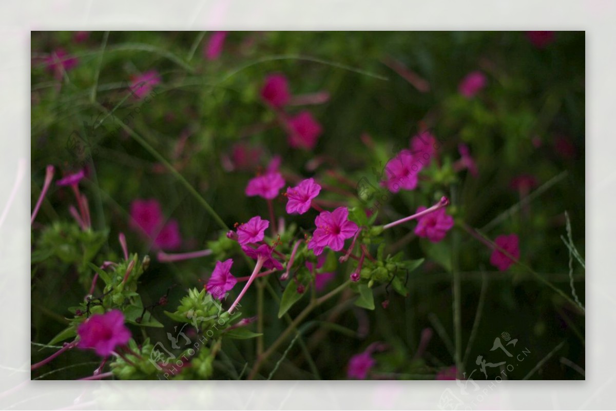 春天紫色小花