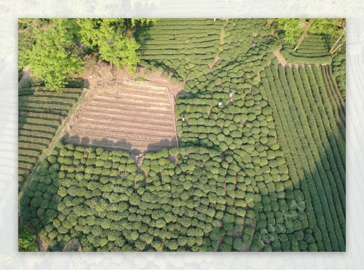 航拍鸟瞰茶田鸟瞰茶园茶