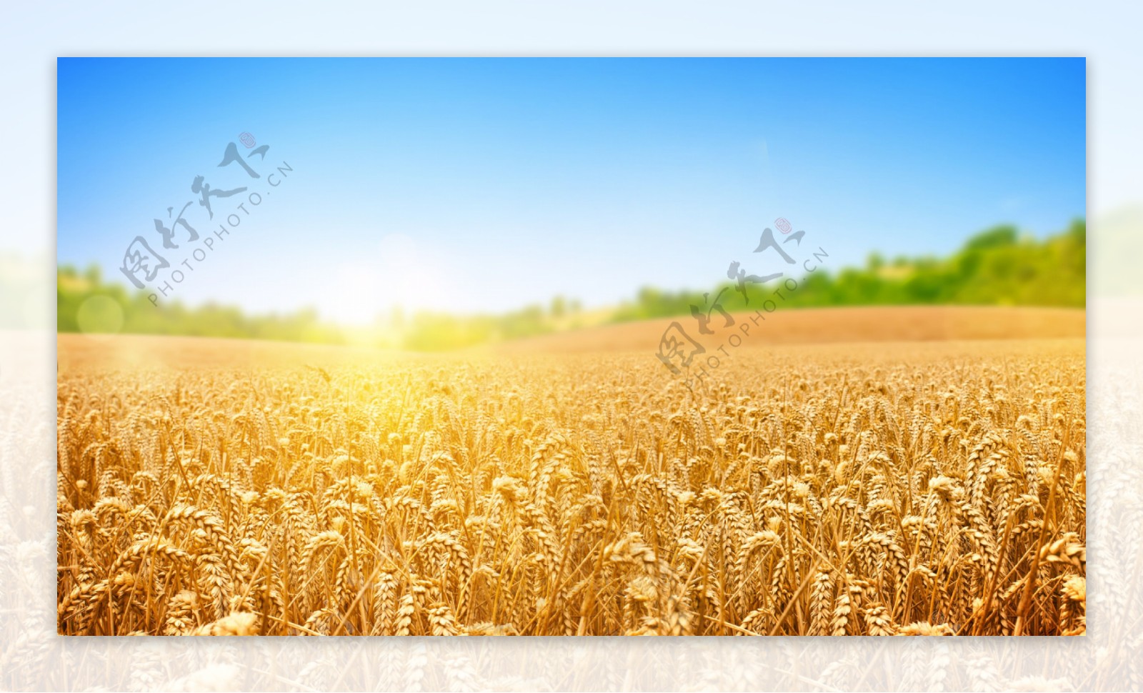 金黄色稻谷丰收麦田背景