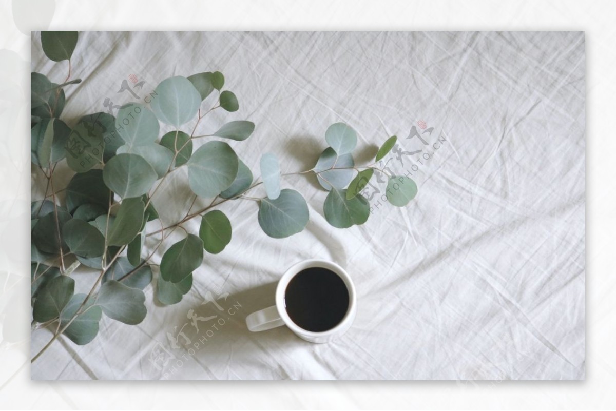 咖啡树叶