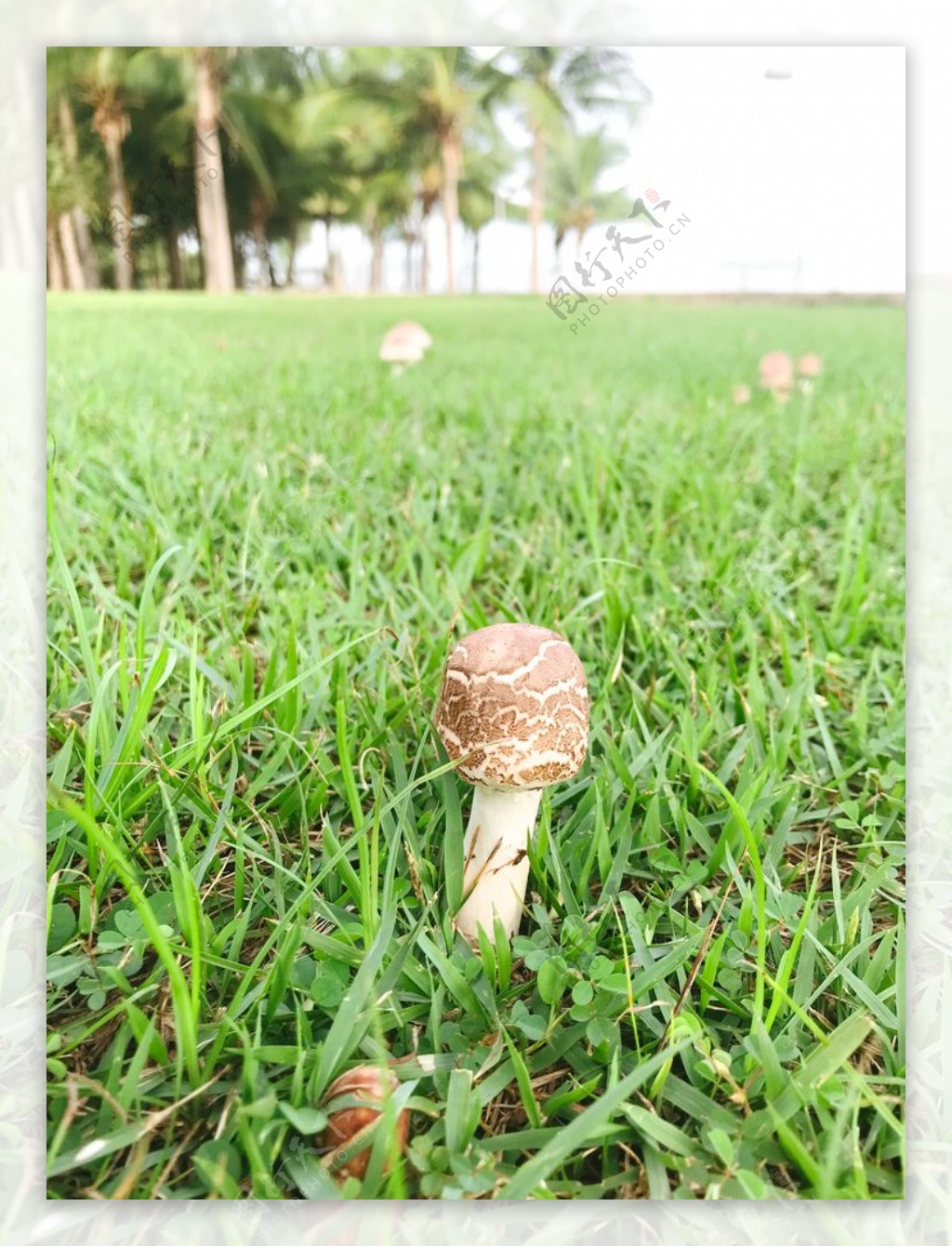 蘑菇绿色草地