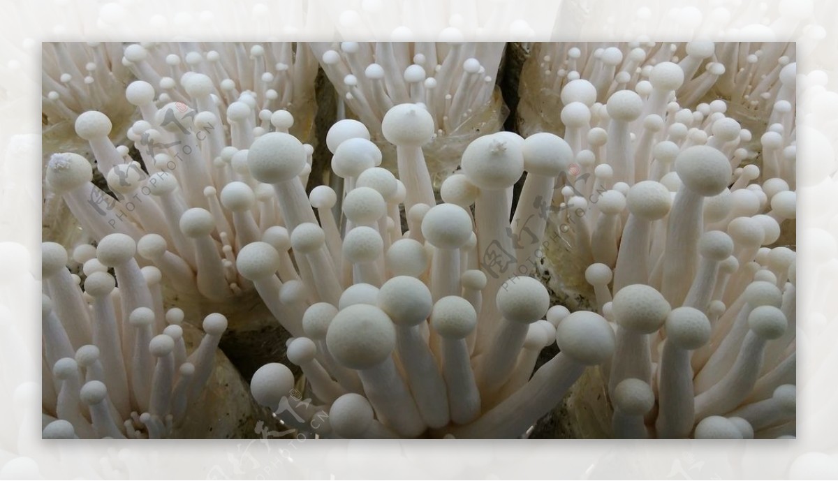金针菇蘑菇平菇瓶装金福