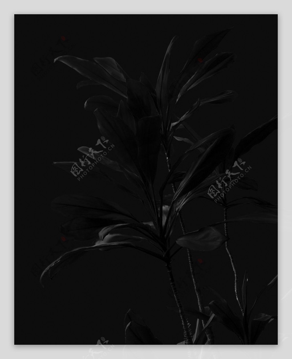 黑色花草图片