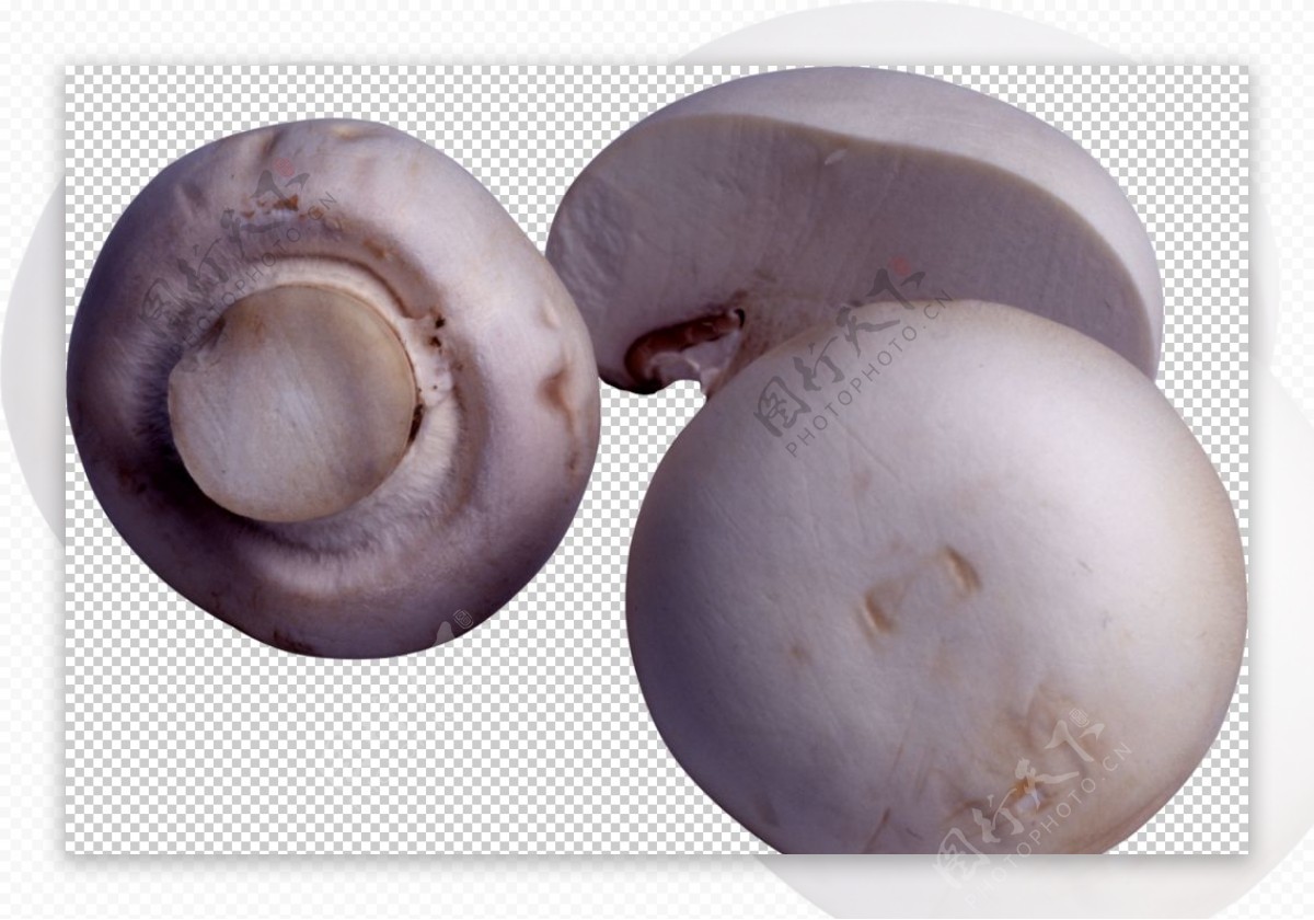 双孢蘑菇