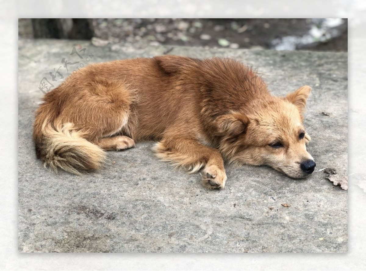 犬柴犬狗