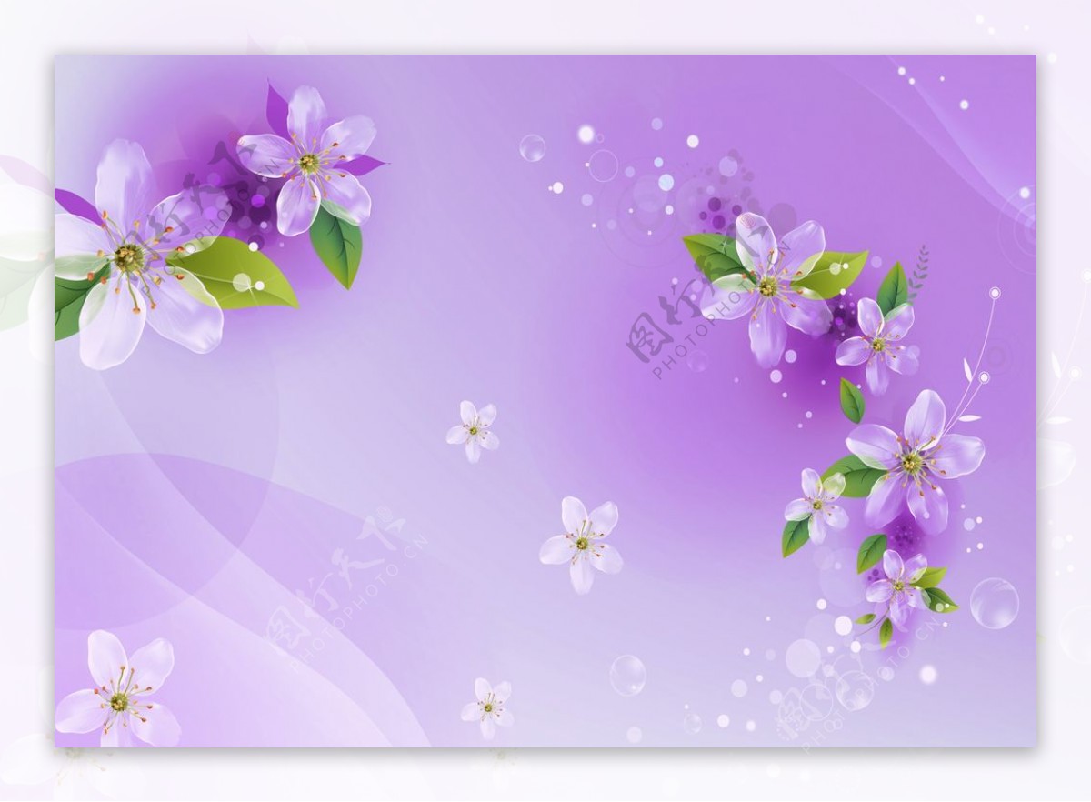 紫色梅花