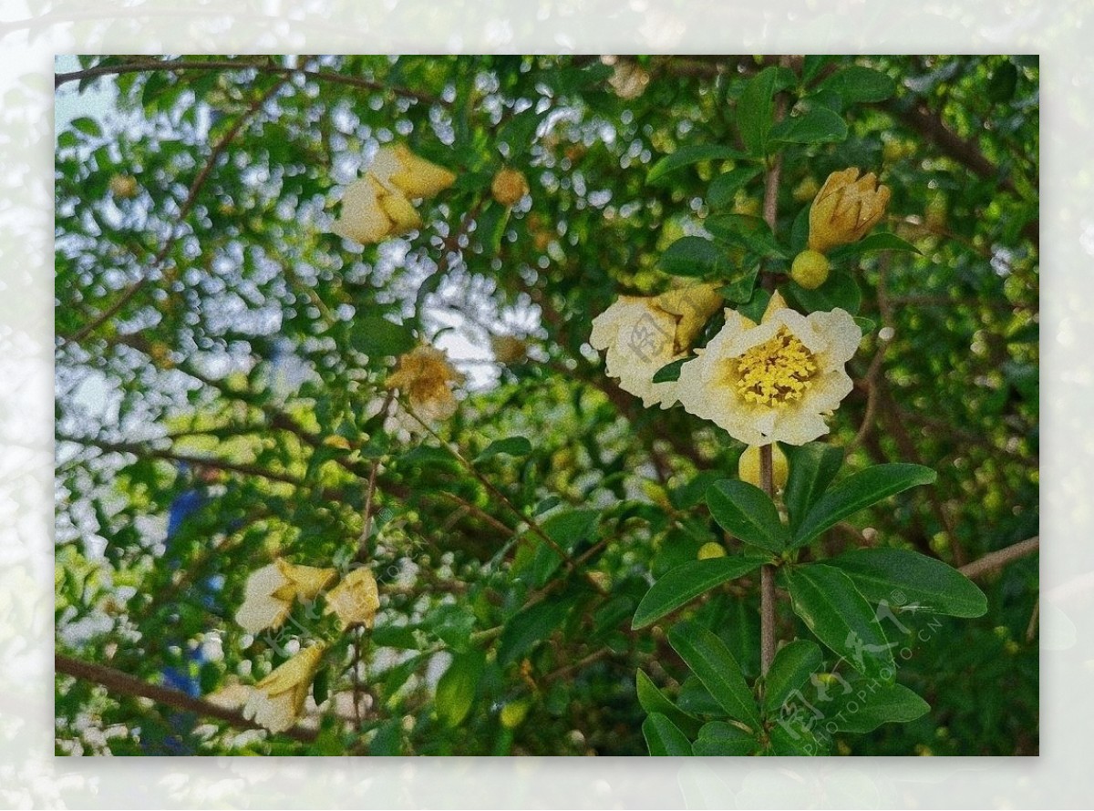 春夏白色花朵