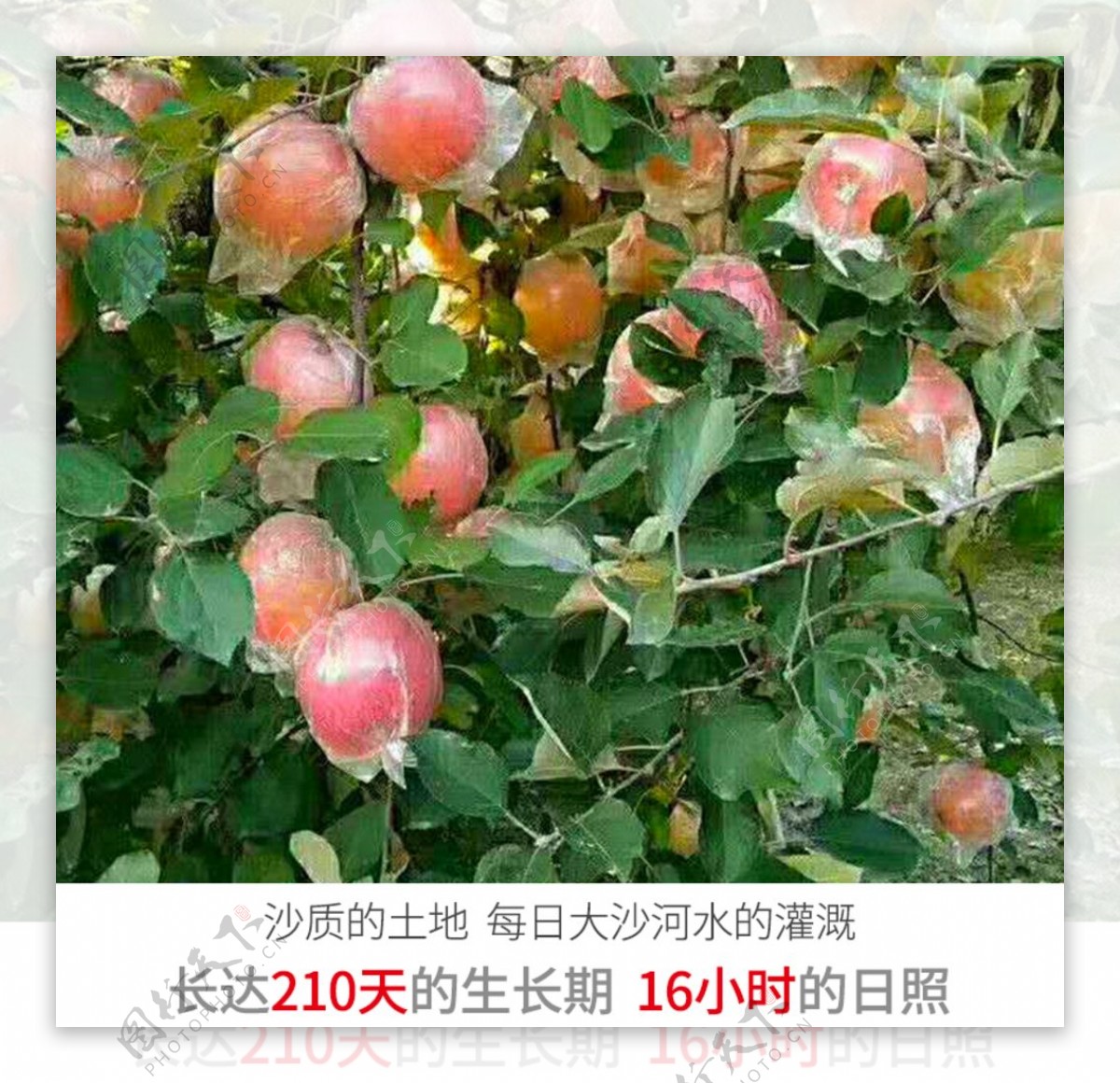 丰县丑苹果大沙河丑苹
