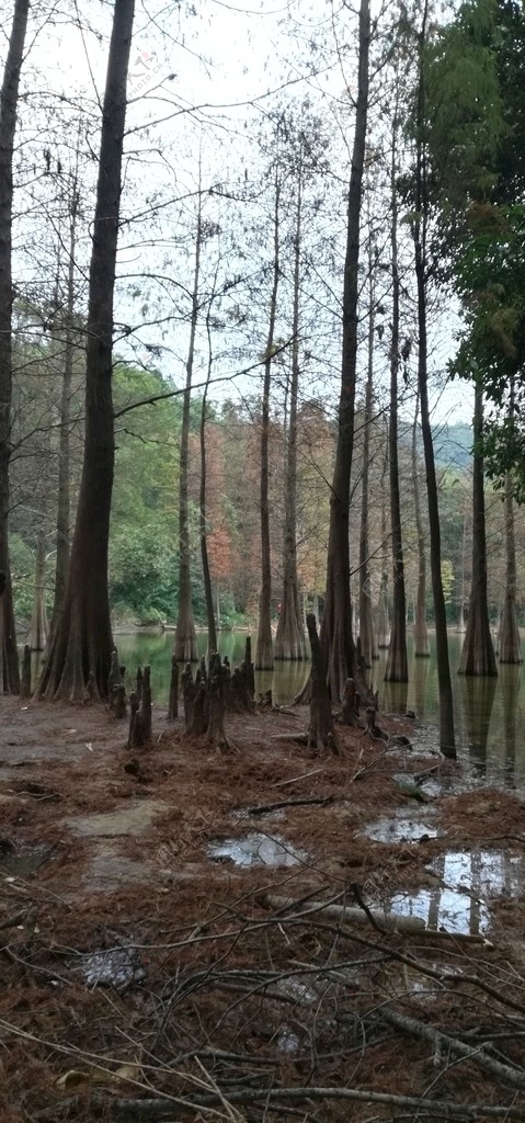 湖边的水杉树