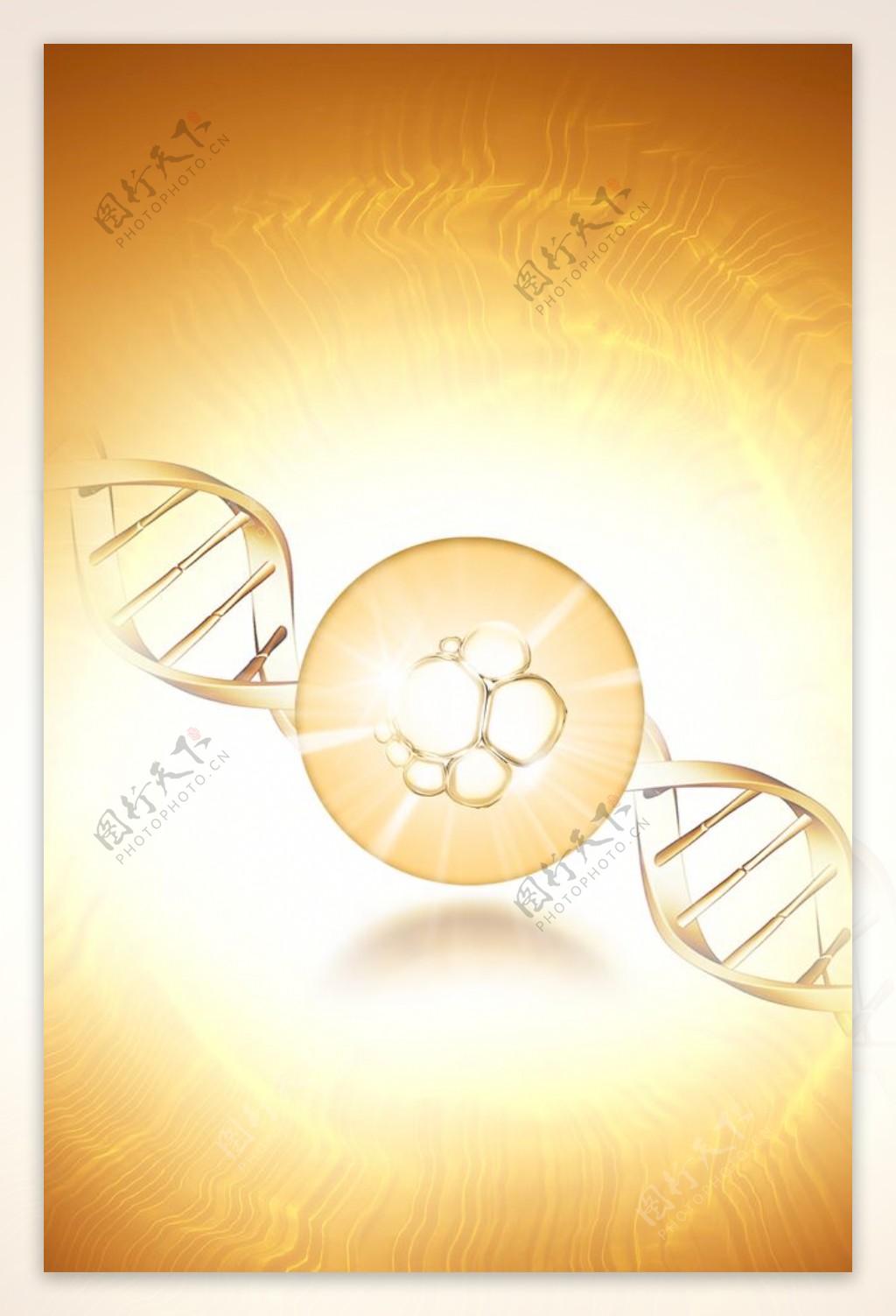 细胞精华螺旋体DNA