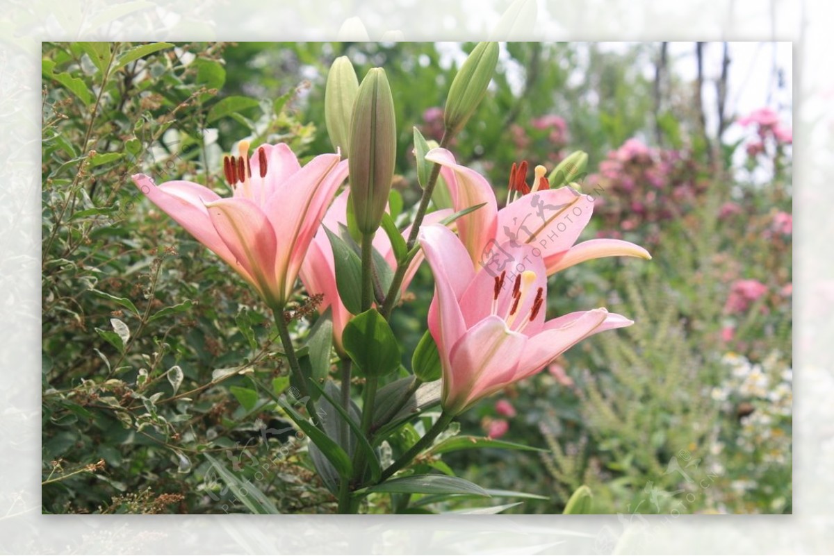 百合花图片