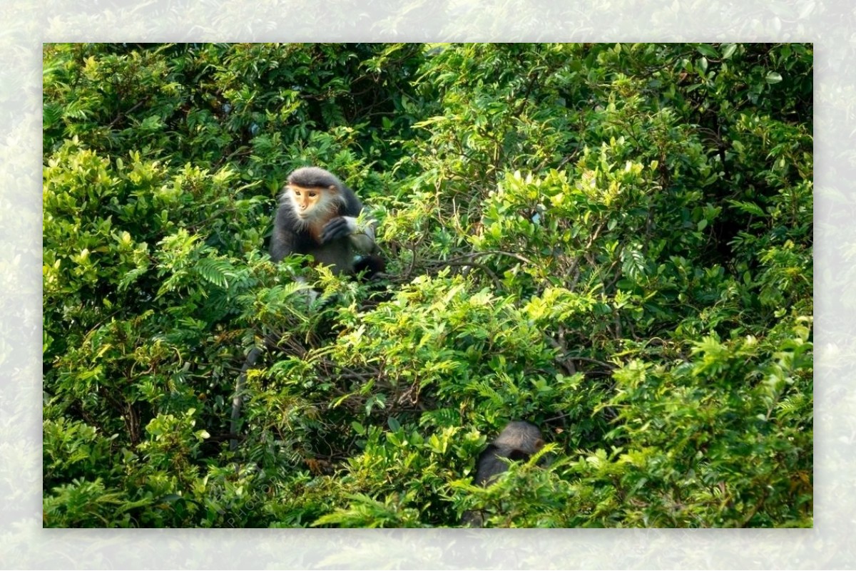 森林里的猴子图片
