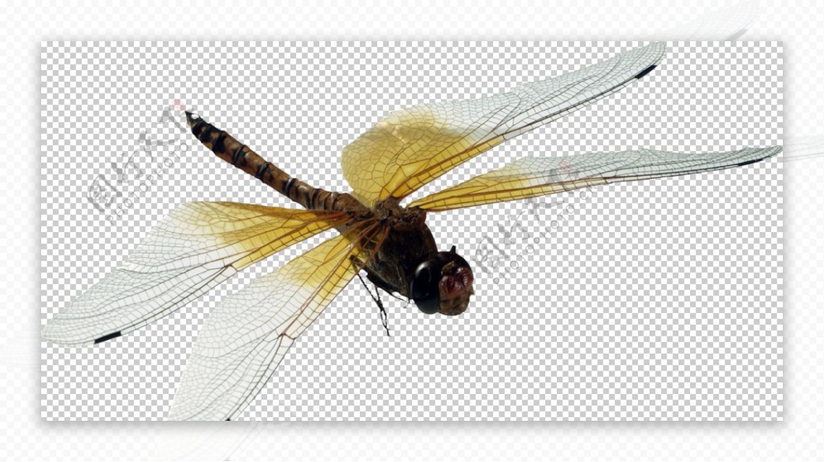 自然昆虫蜻蜓图片