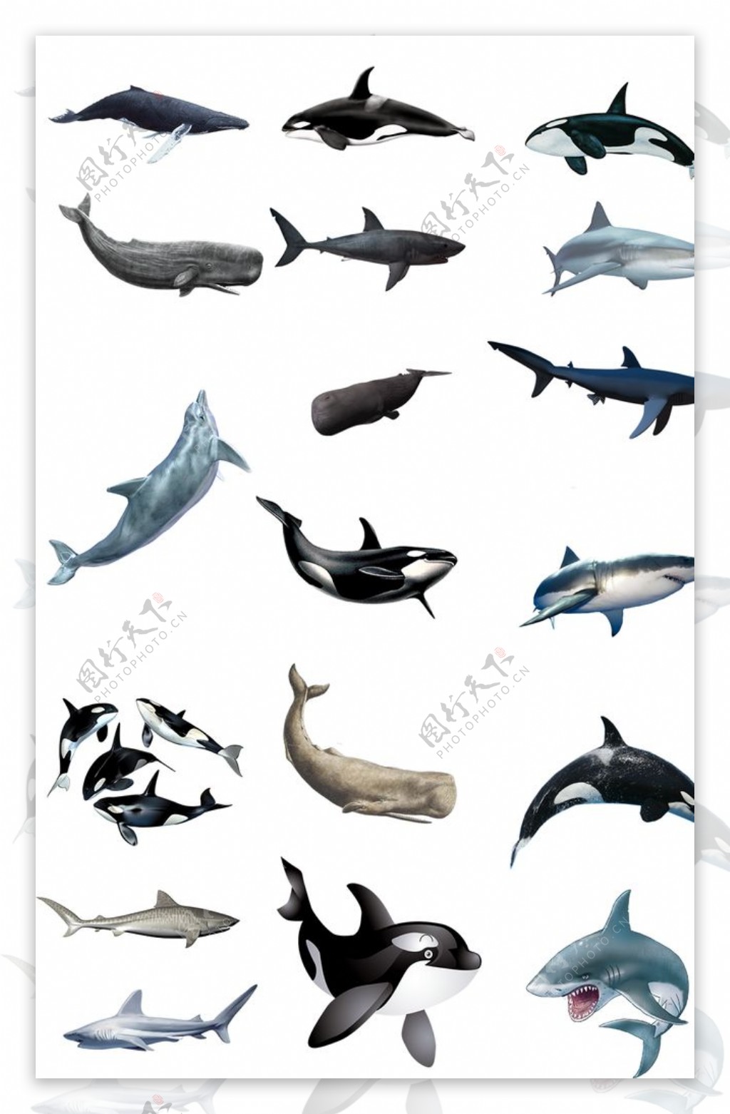 鲨鱼素材图片
