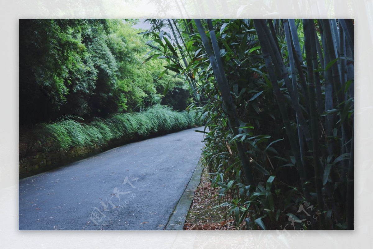 竹林道路草地小路风景图片