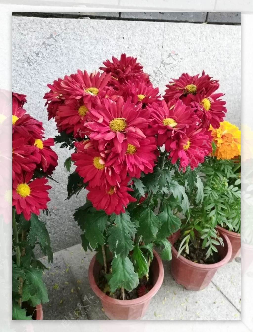 红色菊花盆栽图片