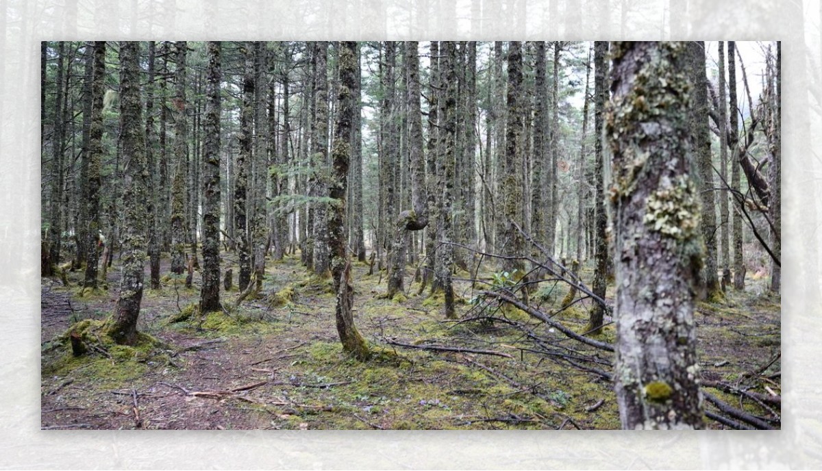 原始森林图片