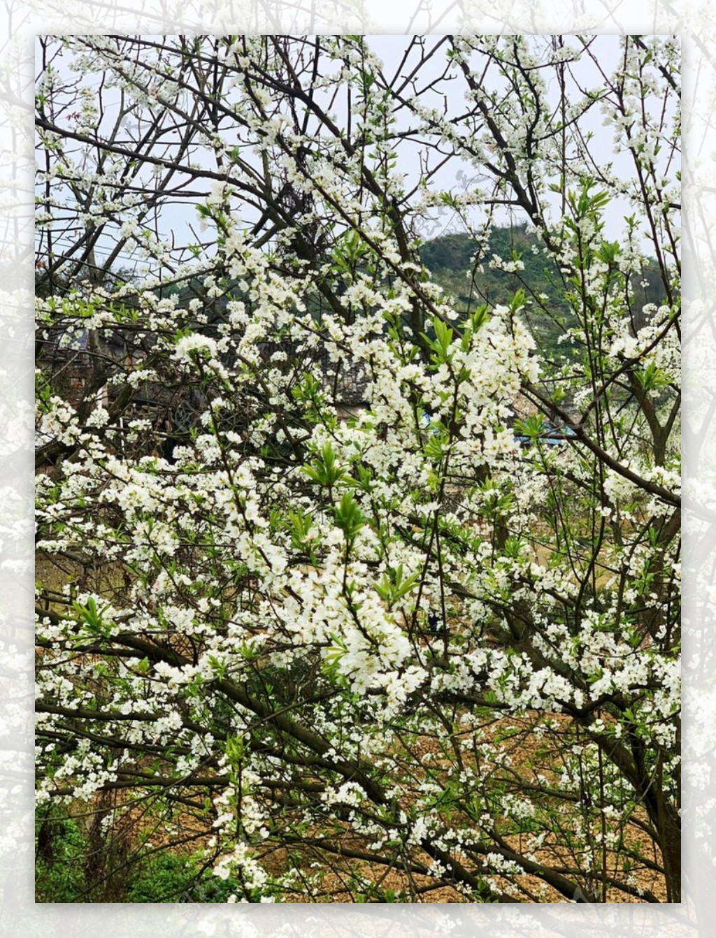 一颗开满树的花图片