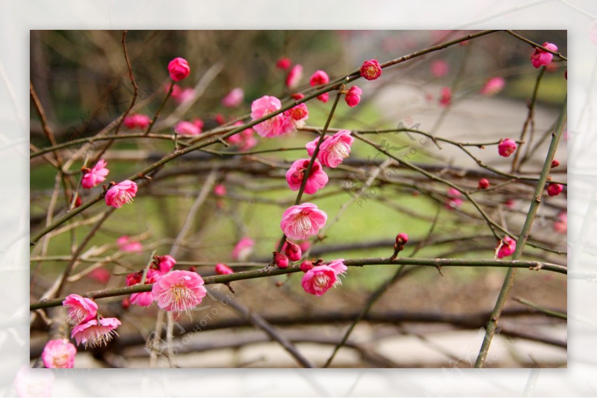 腊梅花图片