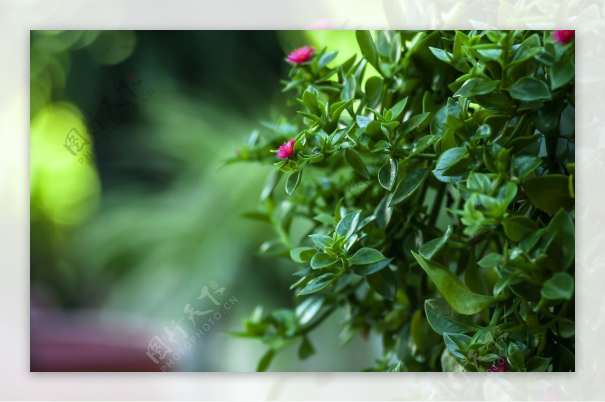 绿色植物图片