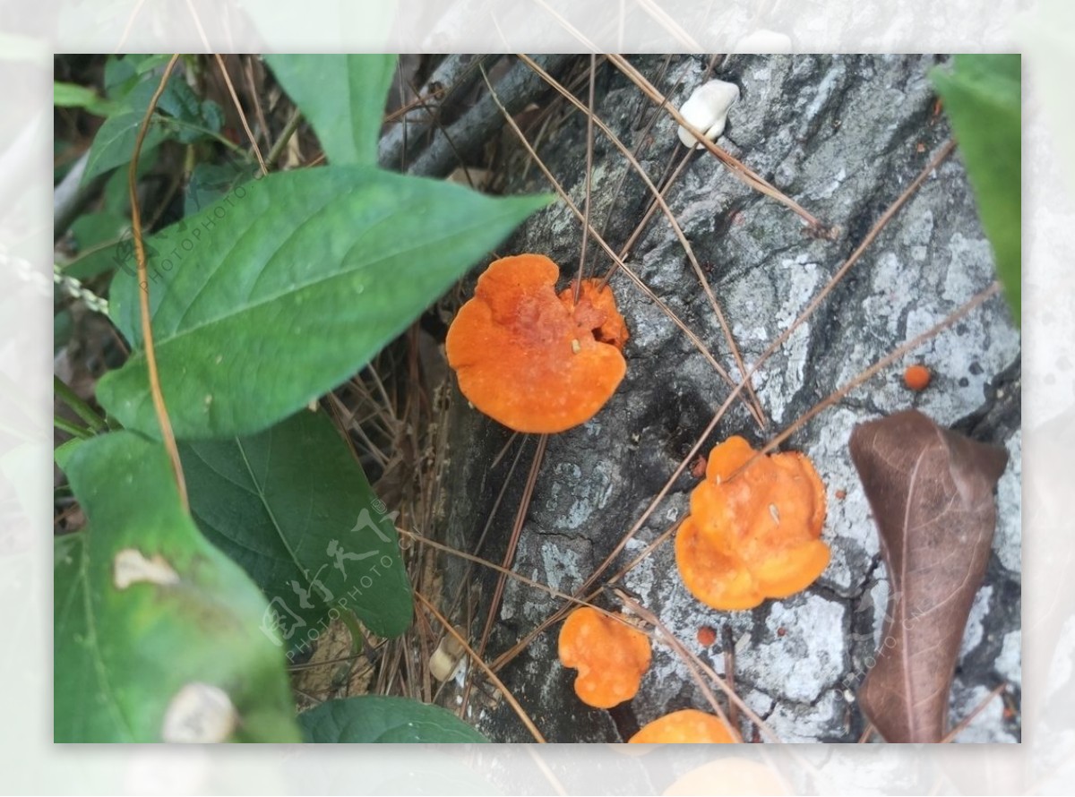 野生毒蘑菇图片
