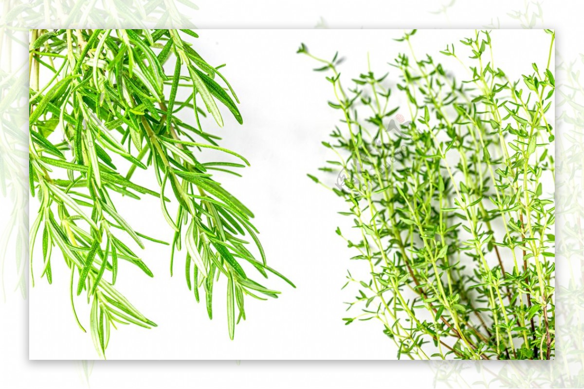 绿色植物迷迭香图片
