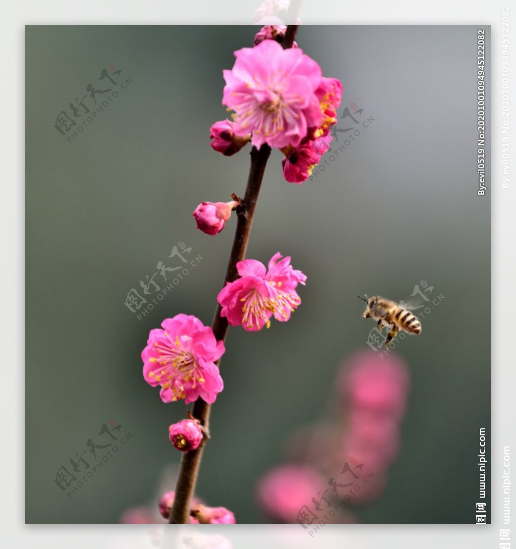 梅花图片