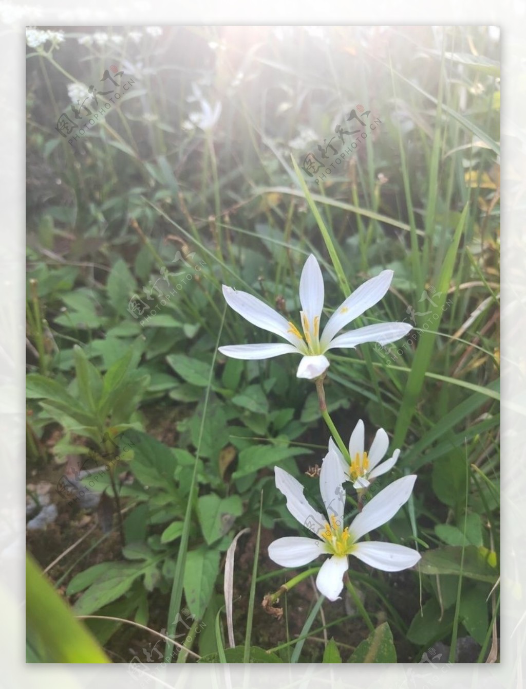 白色花朵葱莲兰花绿色图片