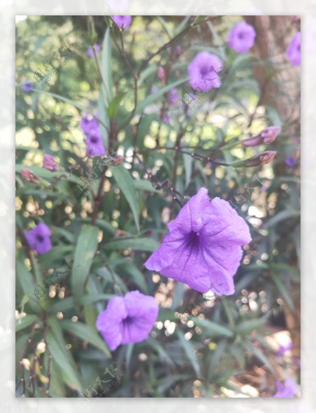 紫色花朵蝴蝶图片