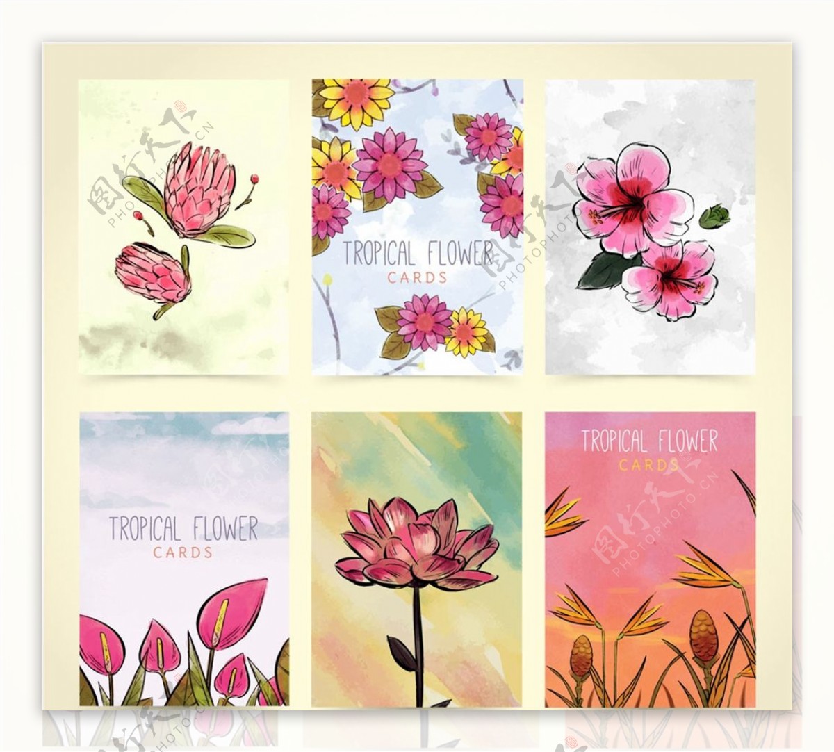 热带花卉卡片图片