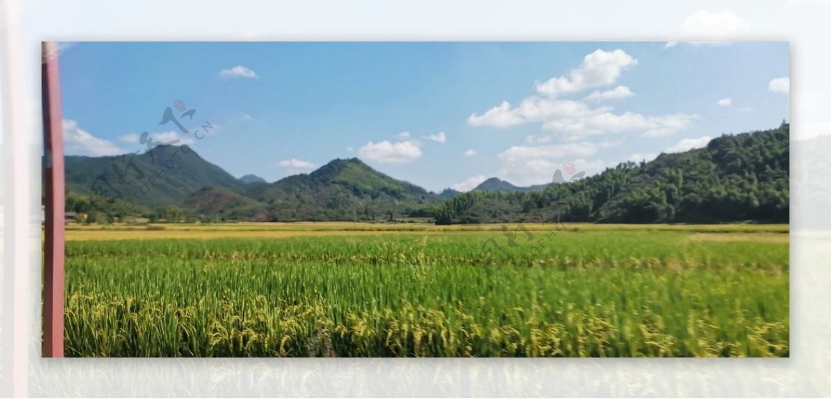 天空山稻田图片