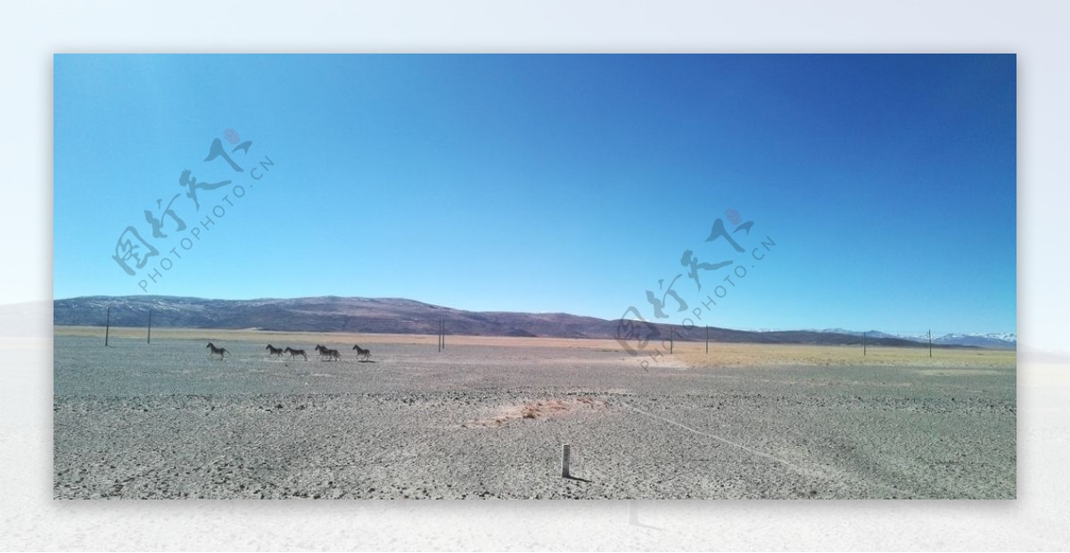 高原荒野牧场马群图片