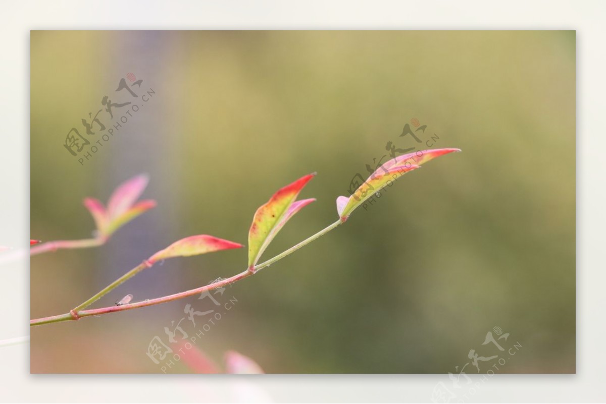 红叶冬青树图片