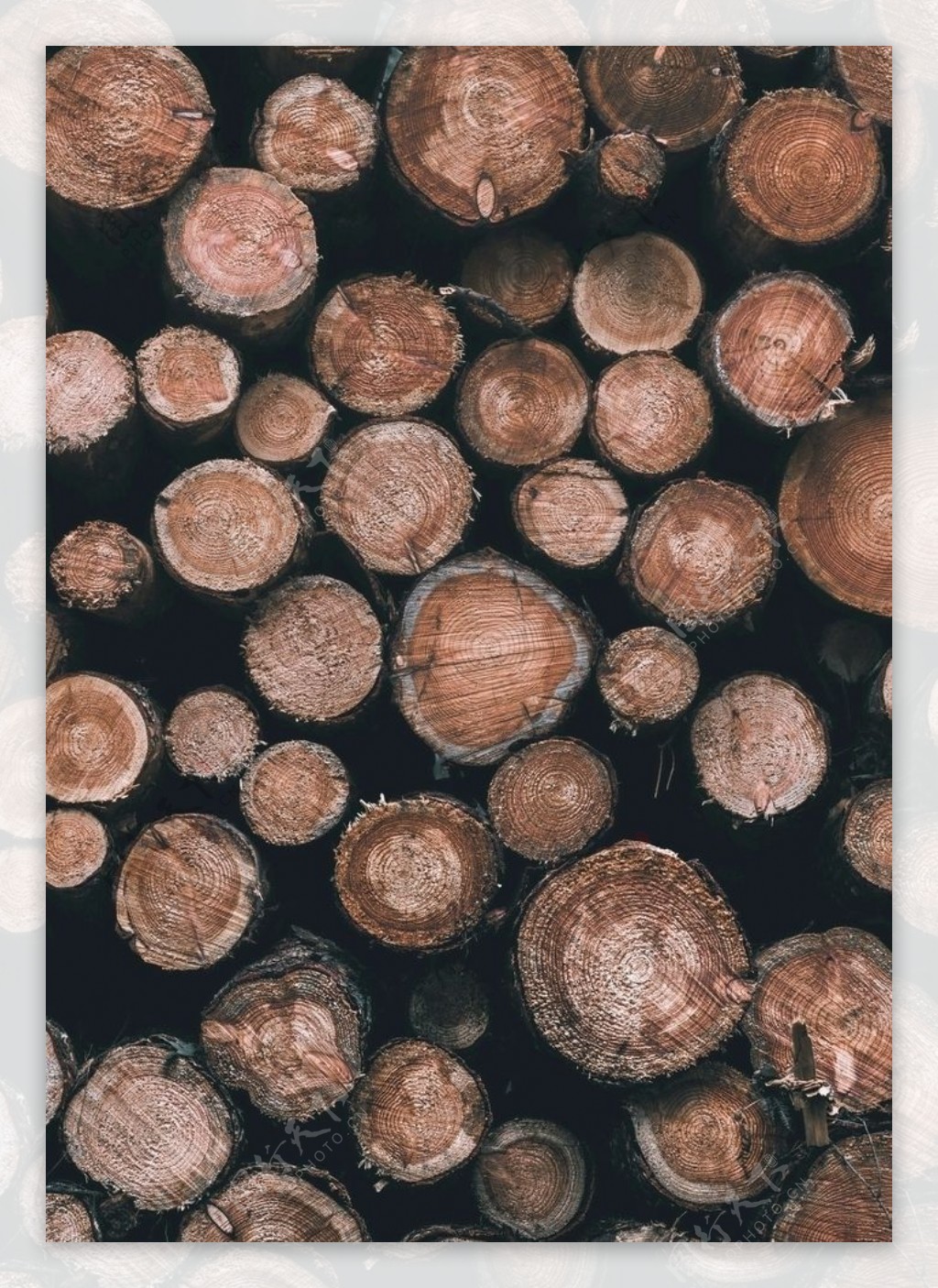 树木木头图片