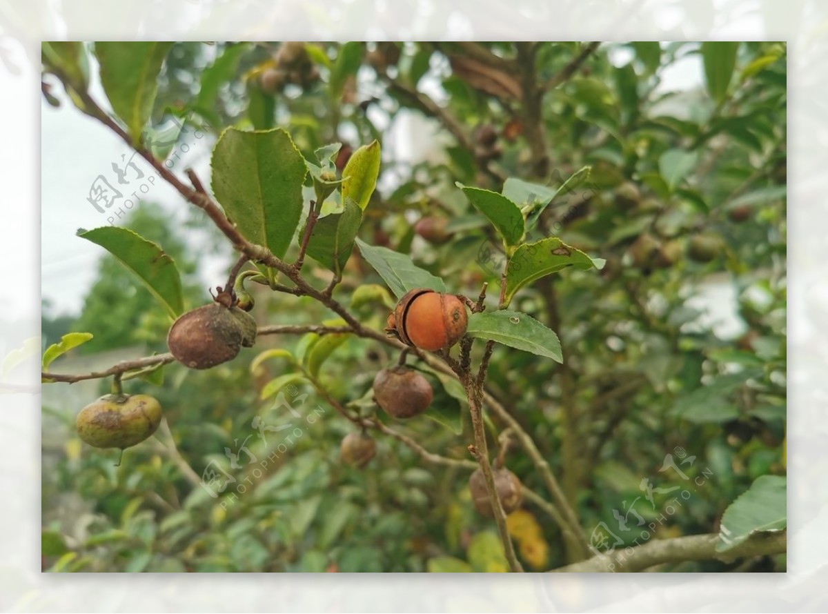 油茶图片