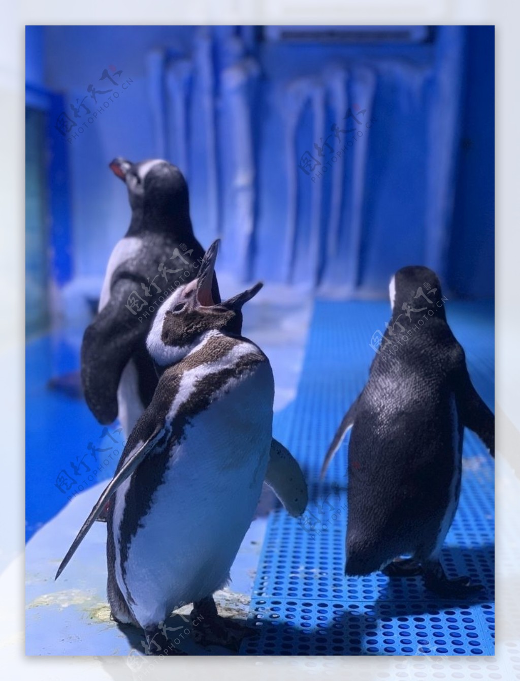 海洋馆企鹅图片
