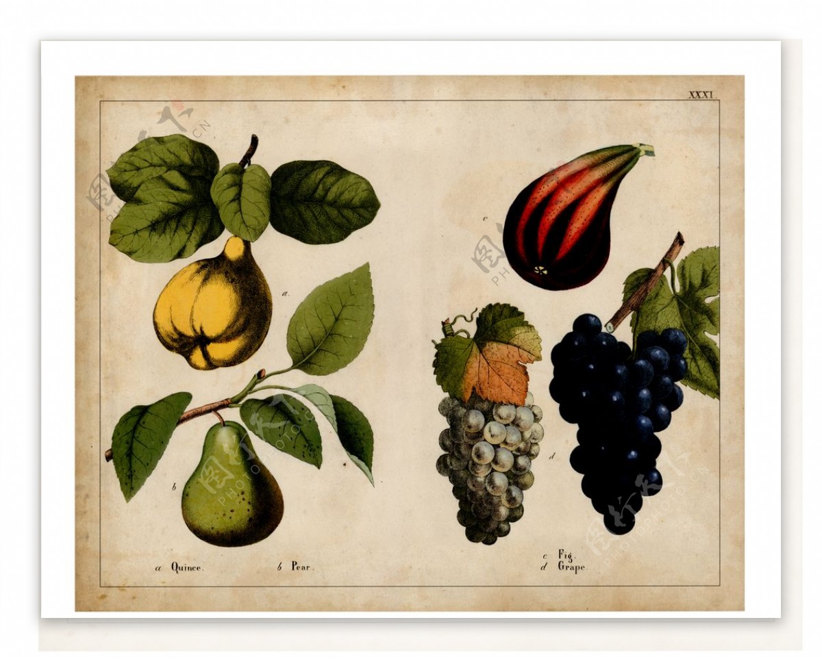 美式梨子水果复古装饰画图片