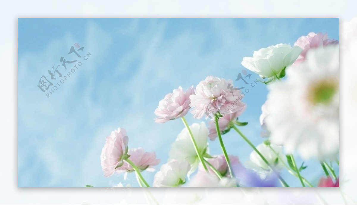 粉嫩小花和蓝色天空图片