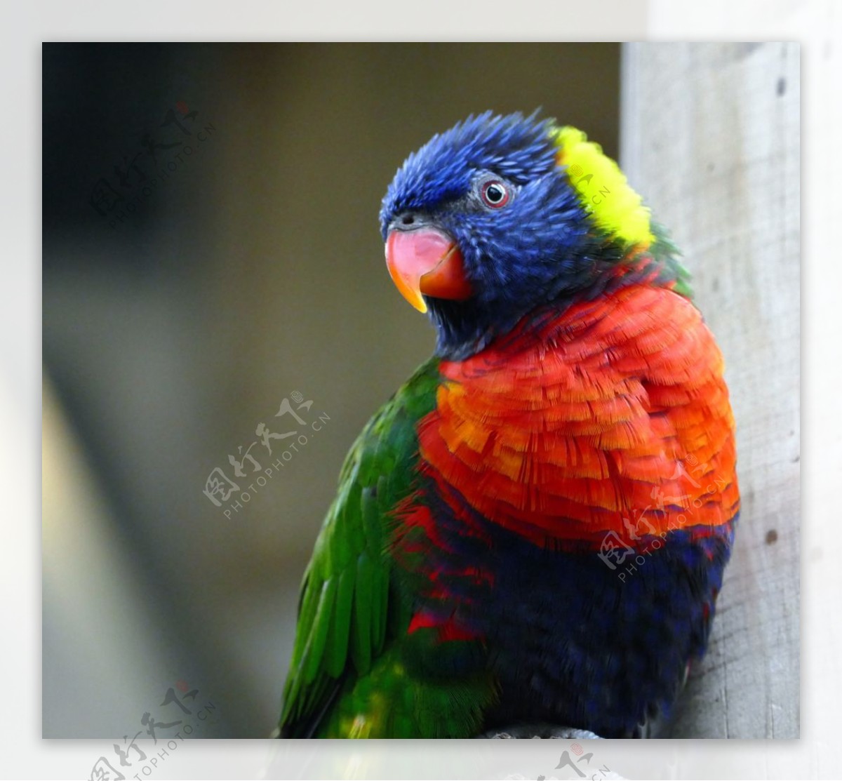 彩虹鹦鹉图片