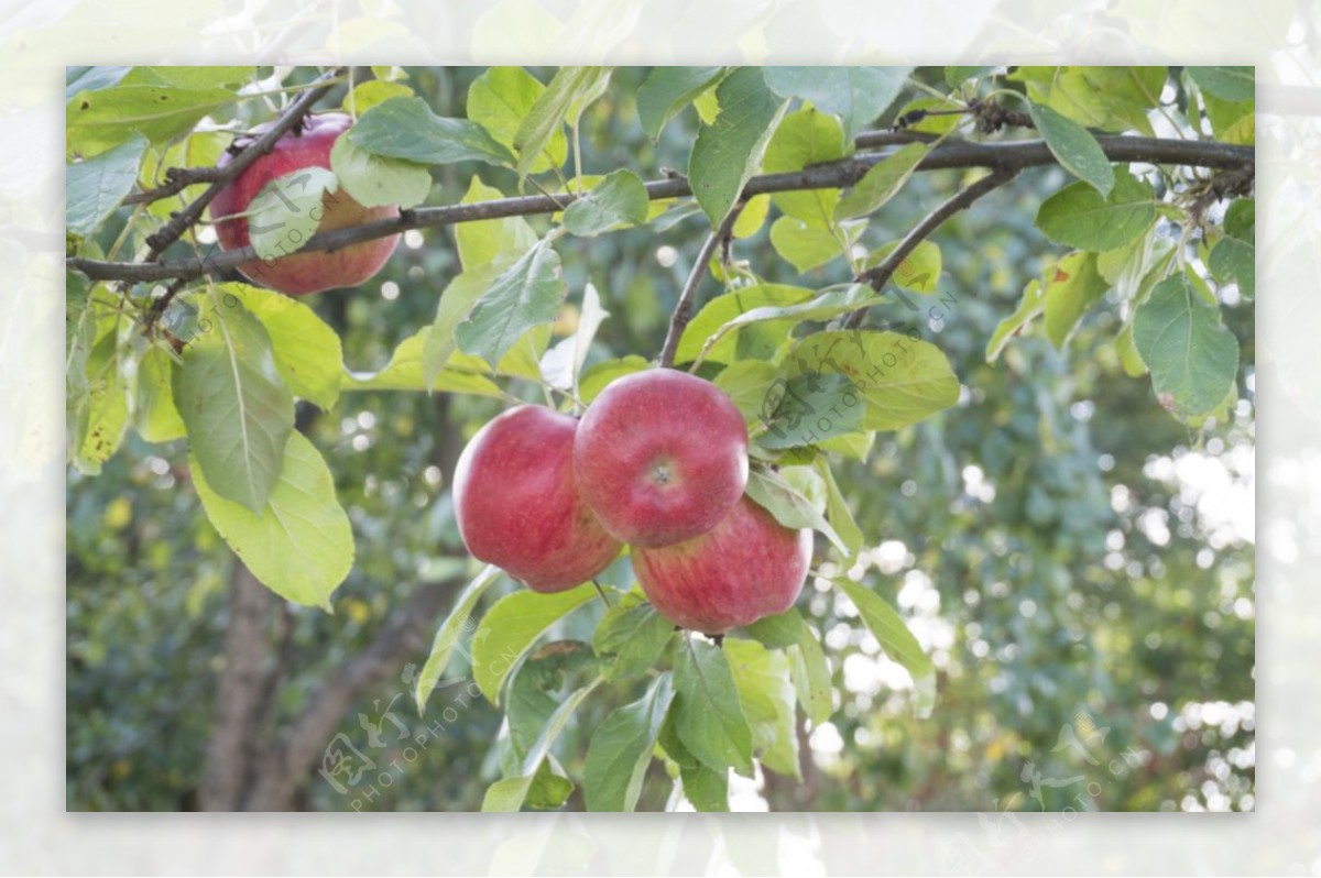 树枝上的苹果图片