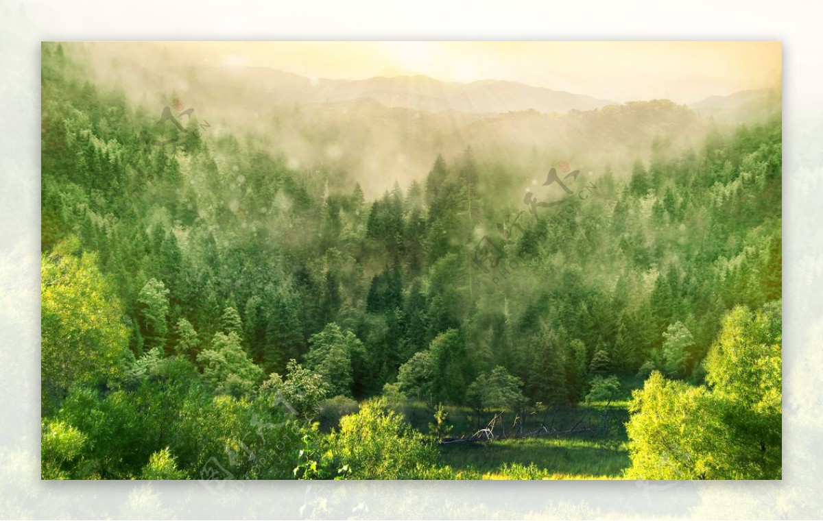 森林树木清新背景海报素材图片