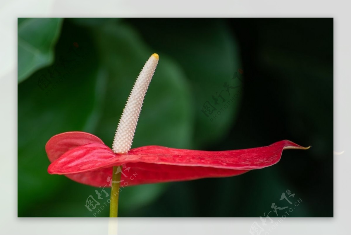 鲜红的红掌鲜花摄影美图图片
