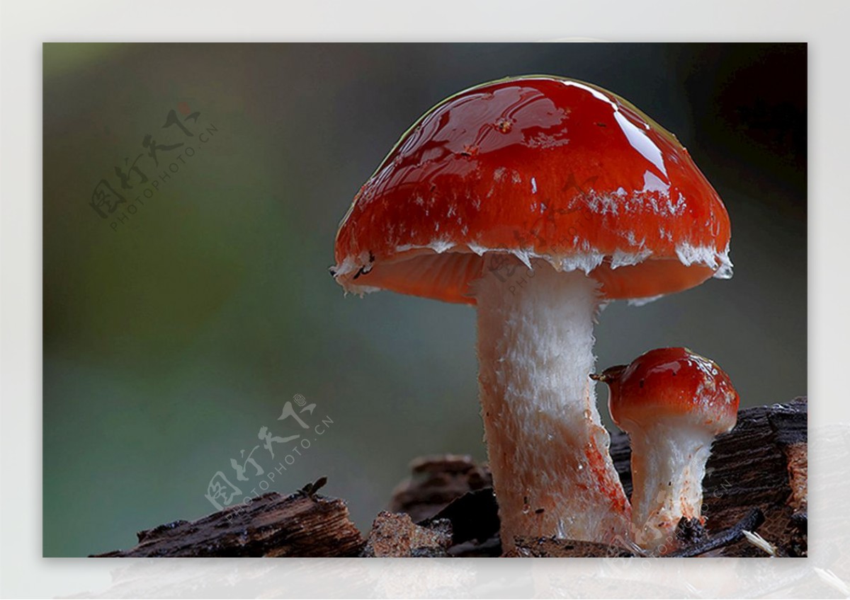 蘑菇装饰房子植物图片