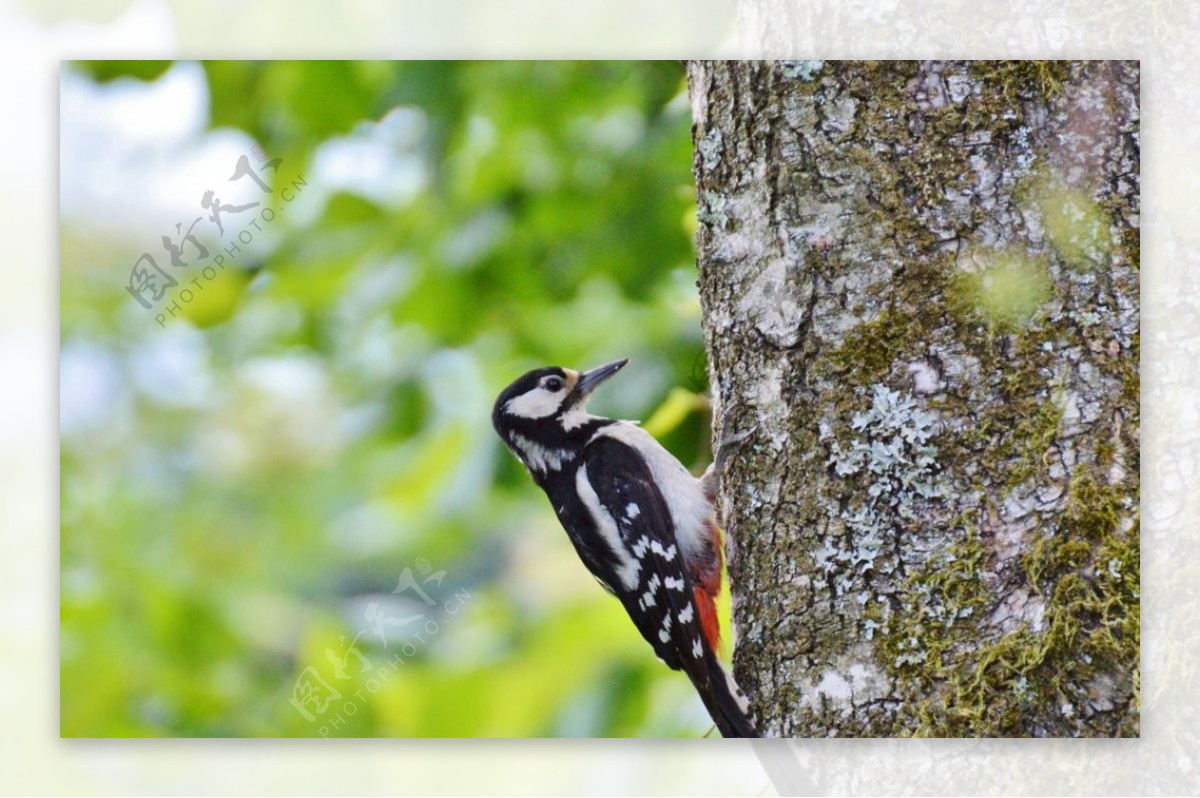 大斑啄木鸟图片