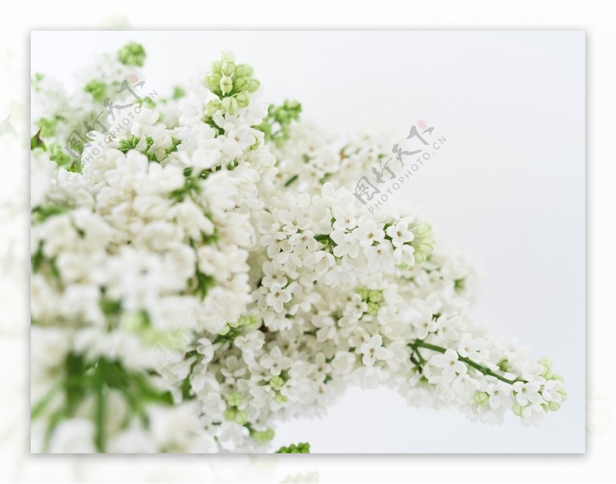小白花开花盛开植物图片