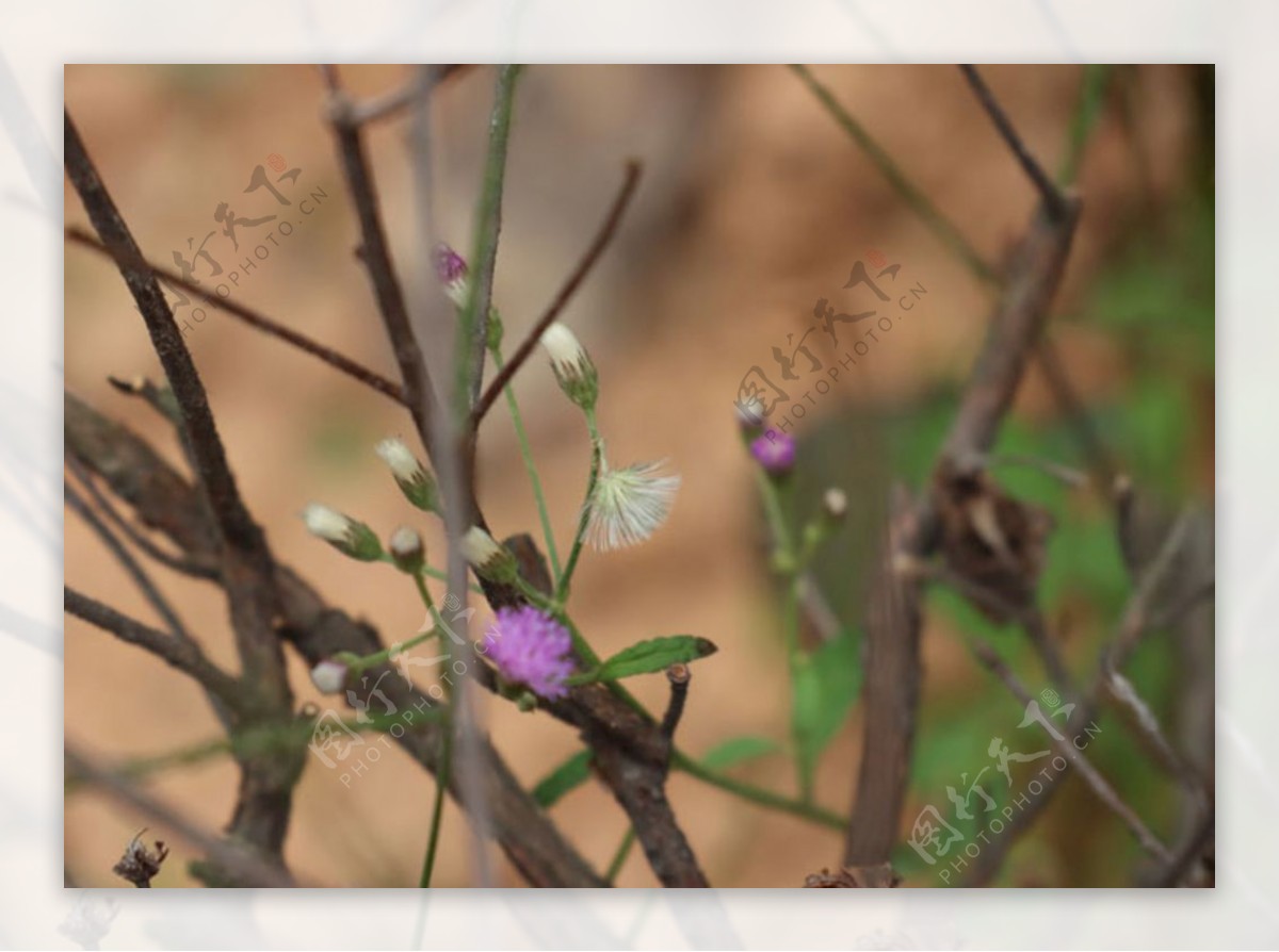 深秋紫色小花自然高清图片