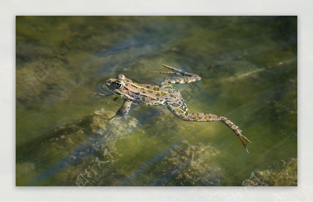 水中青蛙摄影图片