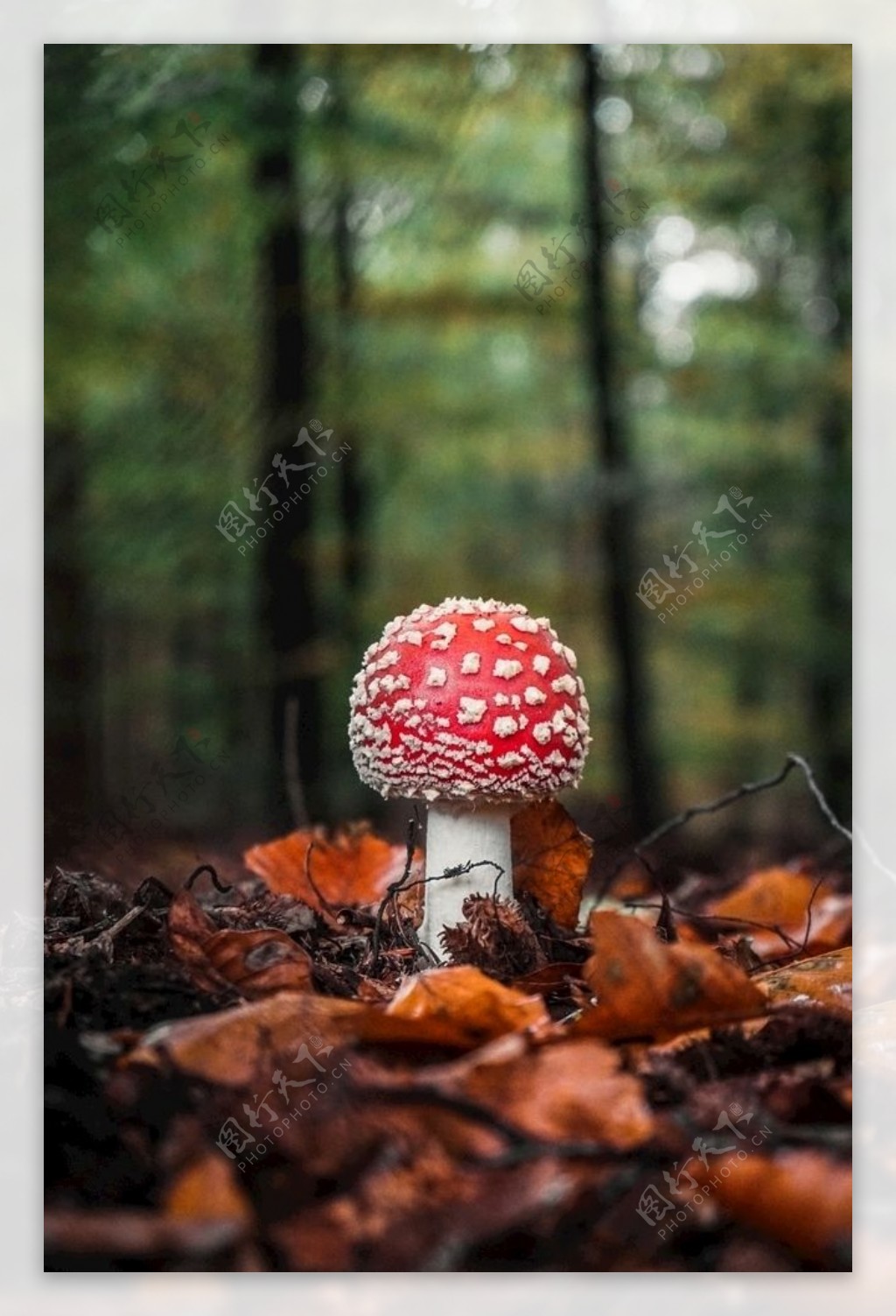 蘑菇森林秋天秋叶树林图片